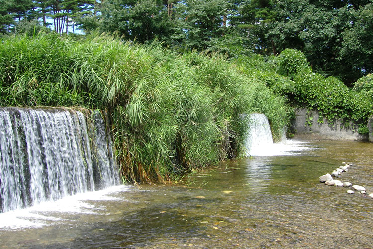 天戸川の水遊び