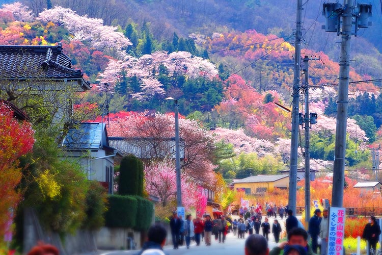 花見山